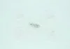 Лампа розжарювання W1,2w 12v 1,2w W2x4,6d (вир-во Narva) NARVA 17037CP (фото 1)