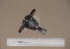 Опора шаровая TOYOTA (пр-во) CTR CBT-16 (фото 2)
